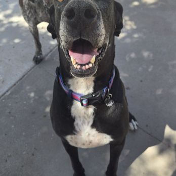 PetSmart - Pet Training Near Me - El Paso, Texas PetSmart - Pet Training Near Me - El Paso, Texas
