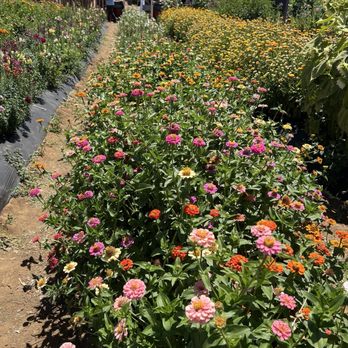Creswell U pick - Pick Your Own Farms Near Me - Brentwood, California Creswell U pick - Pick Your Own Farms Near Me - Brentwood, California