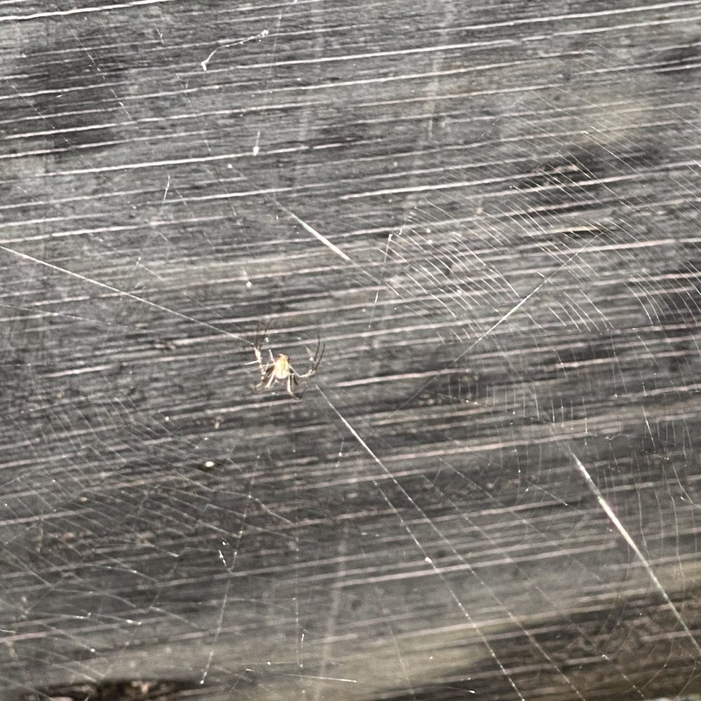 Sawgrass Sanctuary - Spiders - Parks Near Me - Sunrise, Florida Sawgrass Sanctuary - Spiders - Parks Near Me - Sunrise, Florida