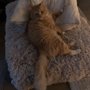 Photo of Pet Sitting by Patricia