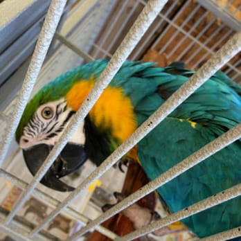 Tropic Zone - Pretty blue - Pet Groomers Near Me - Phoenix, Arizona Tropic Zone - Pretty blue - Pet Groomers Near Me - Phoenix, Arizona