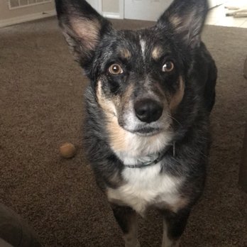 PETS Emergency Hospital, A Thrive Pet Healthcare Partner - 12 days post surgery a Royal Vista feeling much better. Thank you Thrive and Royal Vista! - Veterinarians Near Me - Greeley, Colorado