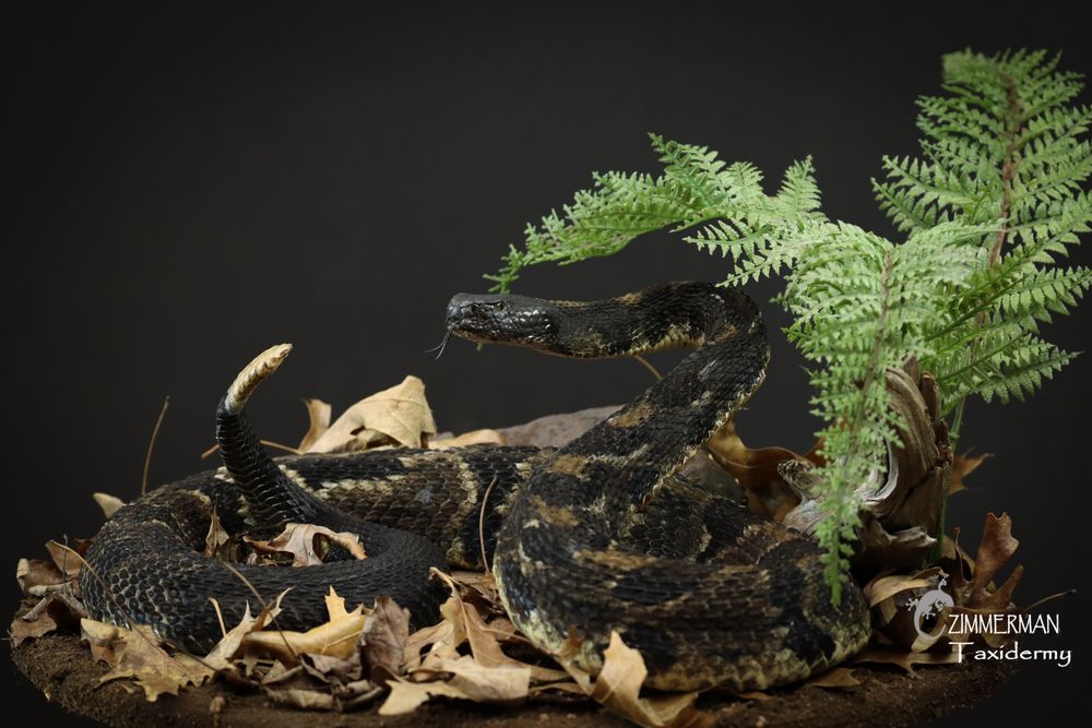 Zimmerman Taxidermy - taxidermy in Denver, PA