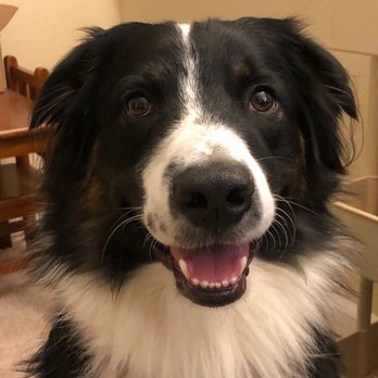Peaceful Pets Pet Care - Jake smiling. - Dog Walkers Near Me Peaceful Pets Pet Care - Jake smiling. - Dog Walkers Near Me