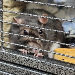Feeders Pet Supply - Pet ratty