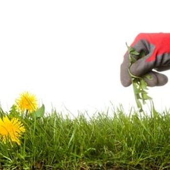Green Machine for Happy Grass - Pest Control Near Me Green Machine for Happy Grass - Pest Control Near Me