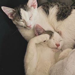 Everett Pet Nutrition - Finn and Cuddles, our kitties
