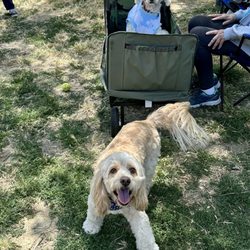 Nobel Dog Park - Lots of dogs in the small dog area