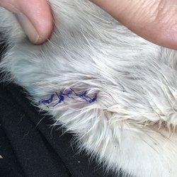 Lockhart Animal Clinic - All stitched up.