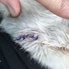 Lockhart Animal Clinic gift card