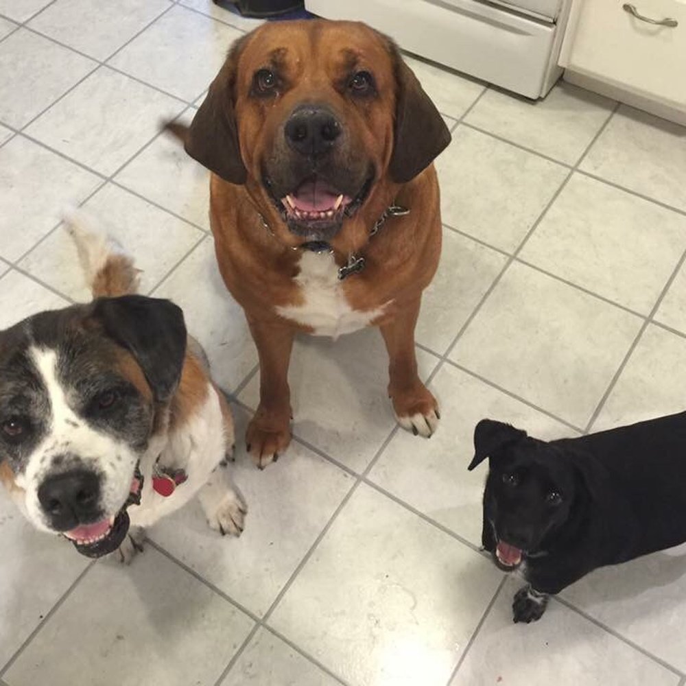 Happy patients of Meadowlands Vet!