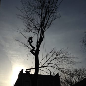 Royal Tree Service - Tree Services Near Me Royal Tree Service - Tree Services Near Me