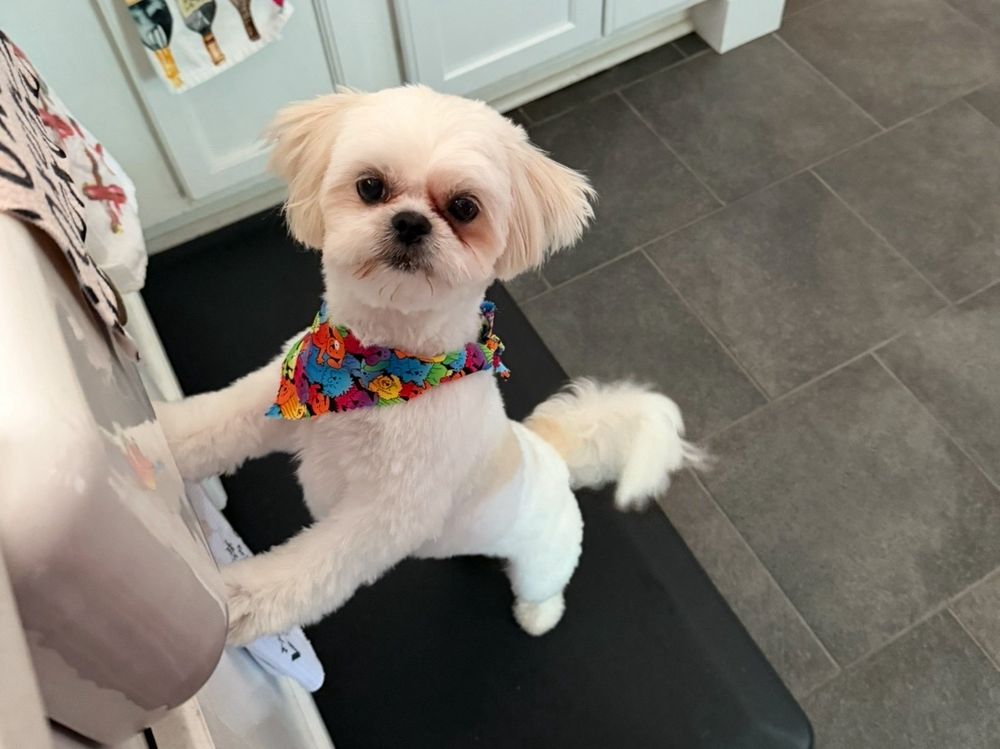 The Doggie Barber