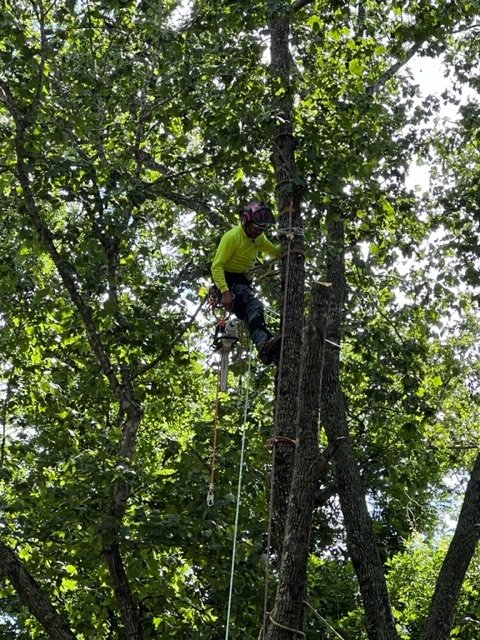 J & I Tree Service - tree service in Eden, NC