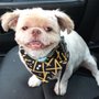 Photo of Dog of Your Dreams