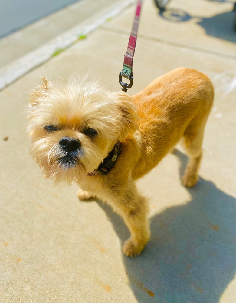 PERFECT PAWS MOBILE DOG GROOMING Updated September 2024 41 Photos