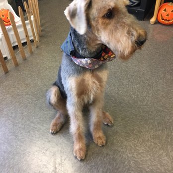 Pupscale Pet Salon - Pet Groomers Near Me - Montclair, California