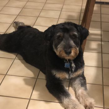 Idlewire Pet Care - Pet Groomers Near Me - South Ogden, Utah Idlewire Pet Care - Pet Groomers Near Me - South Ogden, Utah