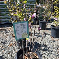 Calaveras Nursery
