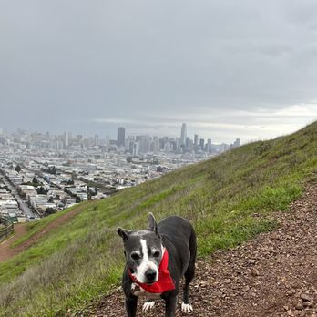 A Walk In the Park - ZZ n the city - Dog Walkers Near Me - San Francisco, California A Walk In the Park - ZZ n the city - Dog Walkers Near Me - San Francisco, California