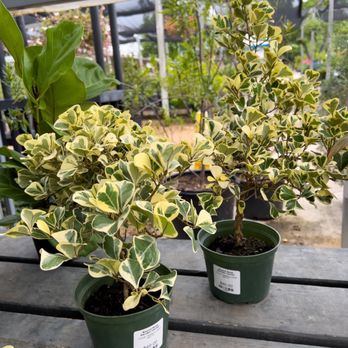 Round Rock Garden Center - Rare to find locally- Variegated ficus triangularis - Nurseries & Gardening Near Me - Round Rock, Texas Round Rock Garden Center - Rare to find locally- Variegated ficus triangularis - Nurseries & Gardening Near Me - Round Rock, Texas