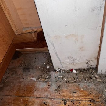 ASAP Rodent Exclusion Pro - Pest Control Near Me - San Francisco, California ASAP Rodent Exclusion Pro - Pest Control Near Me - San Francisco, California