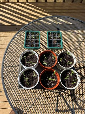 Johnny's Selected Seeds by null