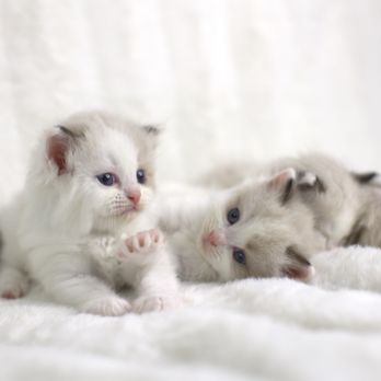 Romantic Ragdolls - Pet Breeders Near Me - Queen Creek, Arizona Romantic Ragdolls - Pet Breeders Near Me - Queen Creek, Arizona