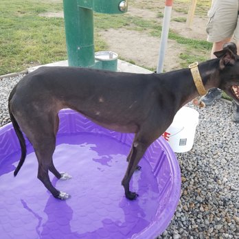 Bishop Dog Park - Kiddie pools to borrow! - Dog Parks Near Me - Bishop, California Bishop Dog Park - Kiddie pools to borrow! - Dog Parks Near Me - Bishop, California