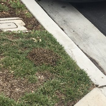 We Save Bees - It's hard to see but they are in a pile on the parkway - Pest Control Near Me - Lake Forest, California We Save Bees - It's hard to see but they are in a pile on the parkway - Pest Control Near Me - Lake Forest, California