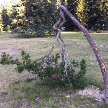 EC Manning Provincial Park - .. a "hanging tree" . at Lightning Lake. - Parks Near Me - Midway, British Columbia