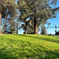 Steve Armenta Park - Grassy area