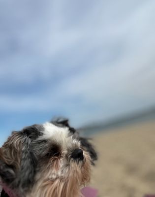 Constitution Beach by null
