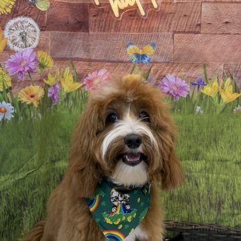 Je Tadore Pet Salon - Pet Groomers Near Me - Montrose, California Je Tadore Pet Salon - Pet Groomers Near Me - Montrose, California