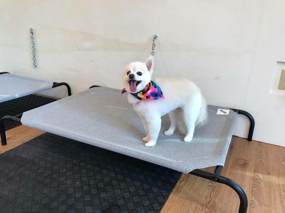 HEAD TO TAIL Updated May 2024 34 Photos 144 Grove St, Rutland