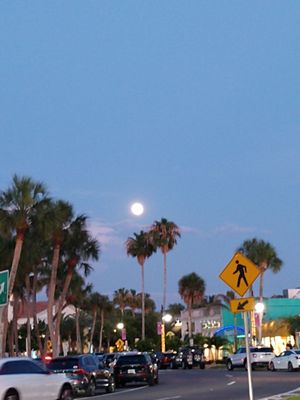 St. Armands Circle by null