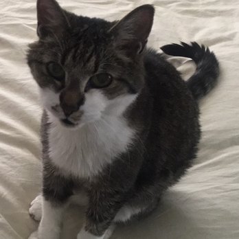 A Peaceful Passage - Our little Willie. - Veterinarians Near Me A Peaceful Passage - Our little Willie. - Veterinarians Near Me