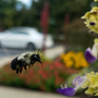 Photo of A to Z Pest Control & Termite