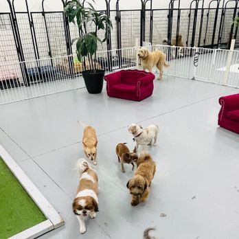 Z Pet Hotels - Pet Boarding Near Me - Las Vegas, Nevada Z Pet Hotels - Pet Boarding Near Me - Las Vegas, Nevada