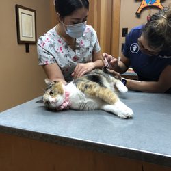 Healdsburg Veterinary Hospital - Dr. Barsuto and staff member trimming Annie's nails.