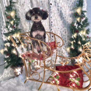 Bath Brush and Beyond - They did a great Jon on my Lucy. Very professional group. Nice and cute boutique too! - Pet Groomers Near Me - Albuquerque, New Mexico