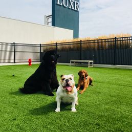 Coop hanging out with some of his buddies!