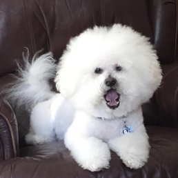 Oliver showing off the Bichon haircut. Age 13 Oliver showing off the Bichon haircut. Age 13