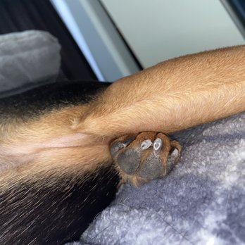 Petco - He got too close to cutting her veins and he actually did cut the tip of her quick. I'm very dissatisfied with the service - Pet Stores Near Me - San Antonio, Texas