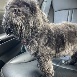 PetSuites Wendover
