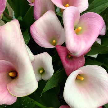Gurnee Garden Center - Nurseries & Gardening Near Me - Gurnee, Illinois
