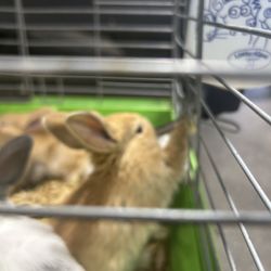 Jesse's Pet & Feed Store - Baby bunny