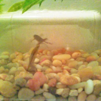 Petco - Surfer & Slater at home in their new home:) Slater is in the back. - Pet Stores Near Me - Los Angeles, California