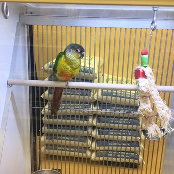 Feeders Supply - Birds - Pet Adoption Near Me - Louisville, Kentucky