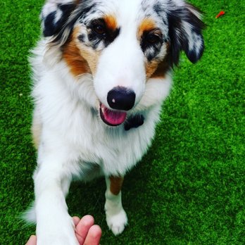 Rooted Dog Training - Pet Training Near Me